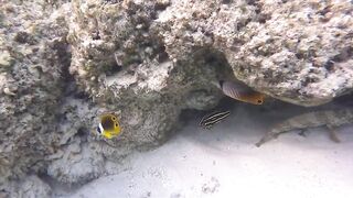 Silhouette Island, Hilton Labriz: house reef и рыба прямо со смертика