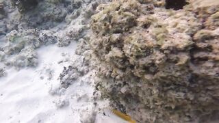 Silhouette Island, Hilton Labriz: house reef и рыба прямо со смертика