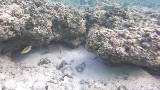 Silhouette Island, Hilton Labriz: house reef и рыба прямо со смертика