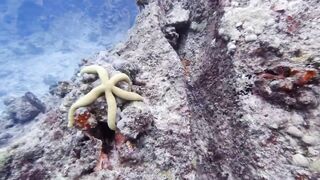 Silhouette, Сейшелы — дайвинг сегодня, морская рыбалка завтра?