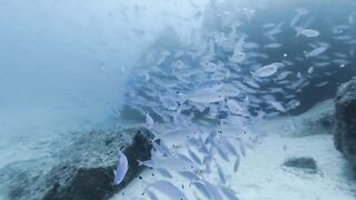 Silhouette, Сейшелы — дайвинг сегодня, морская рыбалка завтра?