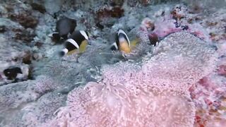 Silhouette, Сейшелы — дайвинг сегодня, морская рыбалка завтра?