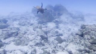 Silhouette, Сейшелы — дайвинг сегодня, морская рыбалка завтра?