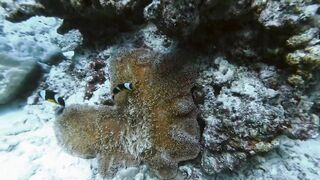 Silhouette, Сейшелы — дайвинг сегодня, морская рыбалка завтра?