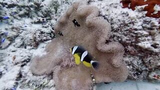 Silhouette, Сейшелы — дайвинг сегодня, морская рыбалка завтра?