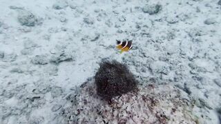 Silhouette, Сейшелы — дайвинг сегодня, морская рыбалка завтра?