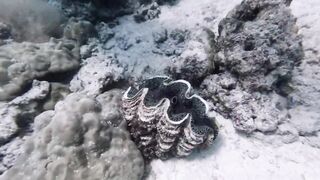 Silhouette, Сейшелы — дайвинг сегодня, морская рыбалка завтра?