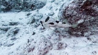 Silhouette, Сейшелы — дайвинг сегодня, морская рыбалка завтра?