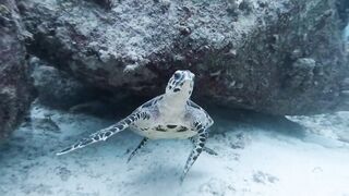 Silhouette, Сейшелы — дайвинг сегодня, морская рыбалка завтра?