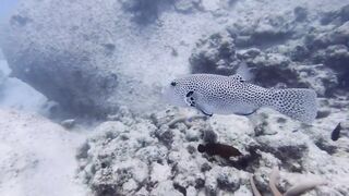 Silhouette, Сейшелы — дайвинг сегодня, морская рыбалка завтра?