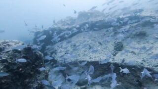 Silhouette, Сейшелы — дайвинг сегодня, морская рыбалка завтра?