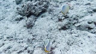 Silhouette, Сейшелы — дайвинг сегодня, морская рыбалка завтра?