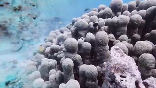 Silhouette, Сейшелы — дайвинг сегодня, морская рыбалка завтра?