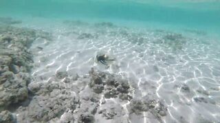 Silhouette Island - рыбы у рифа, подводные наблюдения у курорта