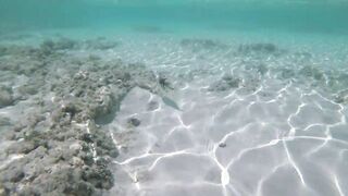 Silhouette Island - рыбы у рифа, подводные наблюдения у курорта