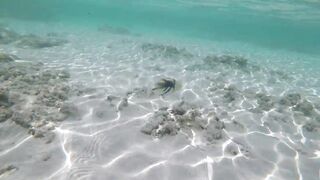 Silhouette Island - рыбы у рифа, подводные наблюдения у курорта