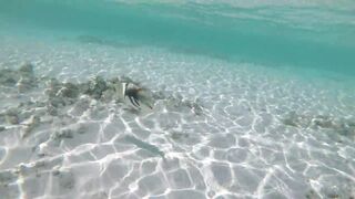 Silhouette Island - рыбы у рифа, подводные наблюдения у курорта