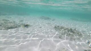 Silhouette Island - рыбы у рифа, подводные наблюдения у курорта