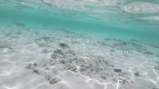 Silhouette Island - рыбы у рифа, подводные наблюдения у курорта