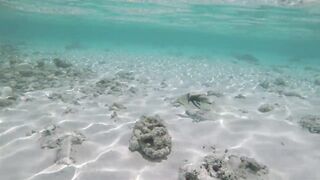 Silhouette Island - рыбы у рифа, подводные наблюдения у курорта