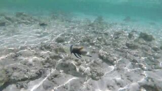 Silhouette Island - рыбы у рифа, подводные наблюдения у курорта