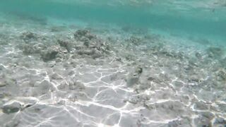 Silhouette Island - рыбы у рифа, подводные наблюдения у курорта