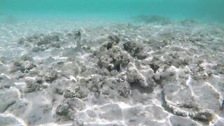 Silhouette Island - рыбы у рифа, подводные наблюдения у курорта