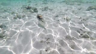 Silhouette Island - рыбы у рифа, подводные наблюдения у курорта