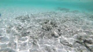 Silhouette Island - рыбы у рифа, подводные наблюдения у курорта