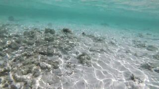 Silhouette Island - рыбы у рифа, подводные наблюдения у курорта