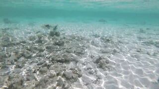 Silhouette Island - рыбы у рифа, подводные наблюдения у курорта