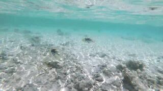 Silhouette Island - рыбы у рифа, подводные наблюдения у курорта