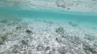 Silhouette Island - рыбы у рифа, подводные наблюдения у курорта