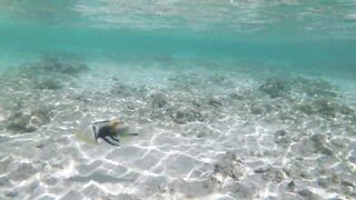 Silhouette Island - рыбы у рифа, подводные наблюдения у курорта