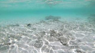 Silhouette Island - рыбы у рифа, подводные наблюдения у курорта