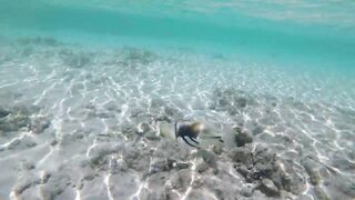 Silhouette Island - рыбы у рифа, подводные наблюдения у курорта