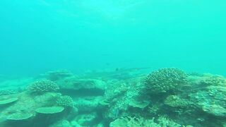 Silhouette, Сейшелы - встреча с акулой: безопасна ли рыбалка рядом