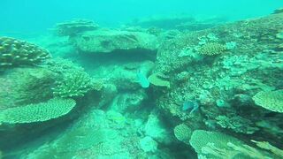 Silhouette, Сейшелы - встреча с акулой: безопасна ли рыбалка рядом