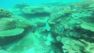 Silhouette, Сейшелы - встреча с акулой: безопасна ли рыбалка рядом