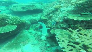 Silhouette, Сейшелы - встреча с акулой: безопасна ли рыбалка рядом