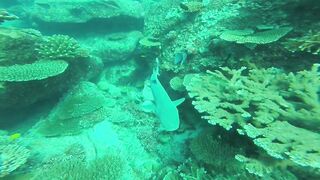 Silhouette, Сейшелы - встреча с акулой: безопасна ли рыбалка рядом