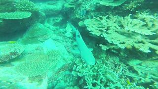 Silhouette, Сейшелы - встреча с акулой: безопасна ли рыбалка рядом