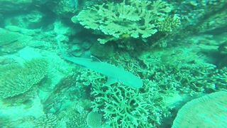 Silhouette, Сейшелы - встреча с акулой: безопасна ли рыбалка рядом