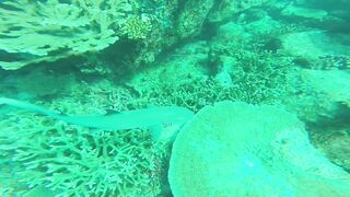 Silhouette, Сейшелы - встреча с акулой: безопасна ли рыбалка рядом