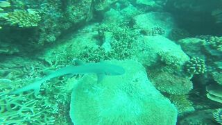 Silhouette, Сейшелы - встреча с акулой: безопасна ли рыбалка рядом