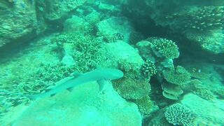 Silhouette, Сейшелы - встреча с акулой: безопасна ли рыбалка рядом