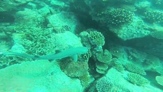 Silhouette, Сейшелы - встреча с акулой: безопасна ли рыбалка рядом