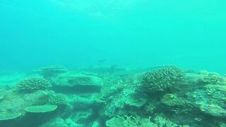 Silhouette, Сейшелы - встреча с акулой: безопасна ли рыбалка рядом