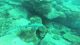 Silhouette, Сейшелы - встреча с акулой: безопасна ли рыбалка рядом