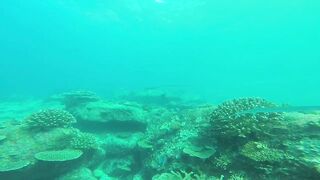 Silhouette, Сейшелы - встреча с акулой: безопасна ли рыбалка рядом